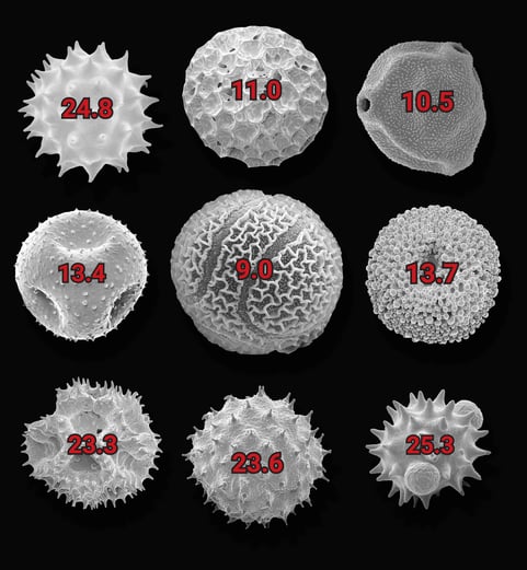 Fractalink Pollen Grains by IntelliSEM